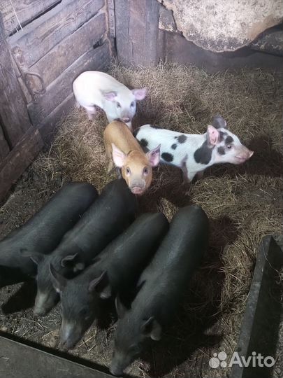 Поросята