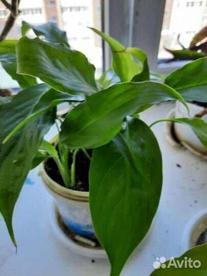 Спатифилум(женское счастье)