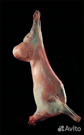 Мясо гуси кролик