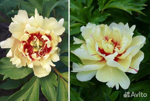 Жёлтые пионы саженцы