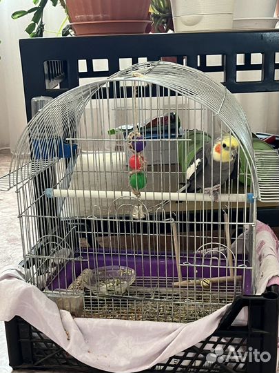 Попугай корелла мальчик