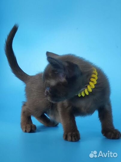 Котёнок Европейской Бурмы