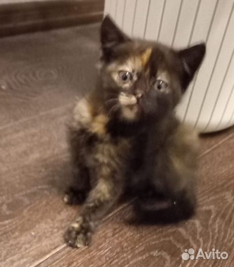 Котята мальчик и девочка подкидыши