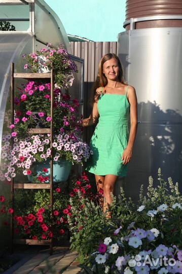 Петунья тайдал