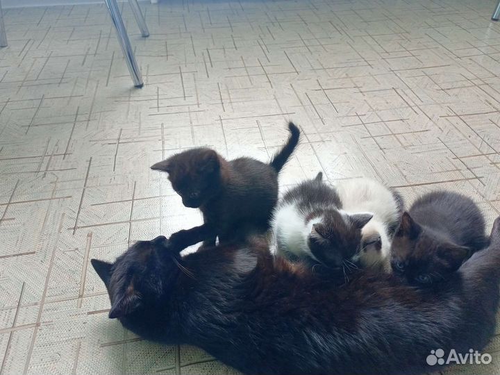 Котята в добрые руки
