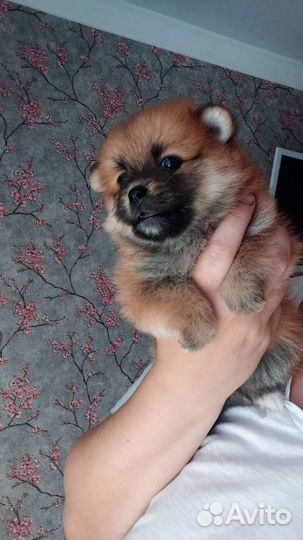 Щенки померанского шпица
