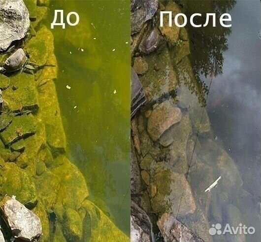 Хлорелла биологическая очистка водоёмов