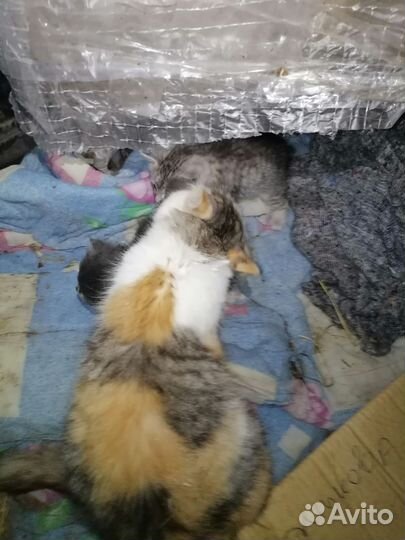 Котята в добрые руки