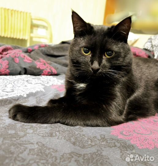 Передержка как дома гостиница для кошек