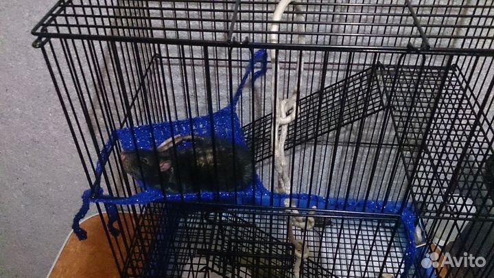 Передержка животных