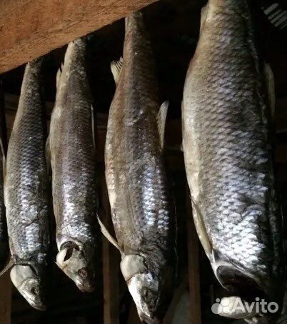 Фото и описание рыбы шамайка