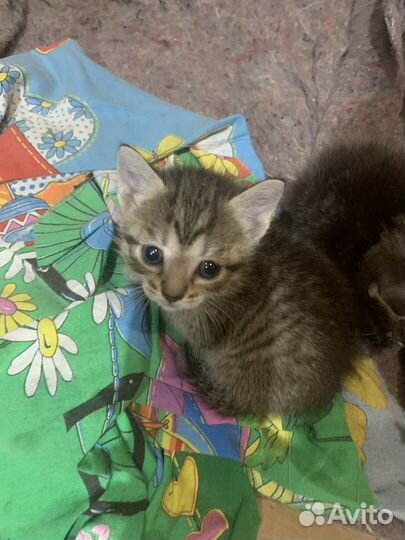 Котята