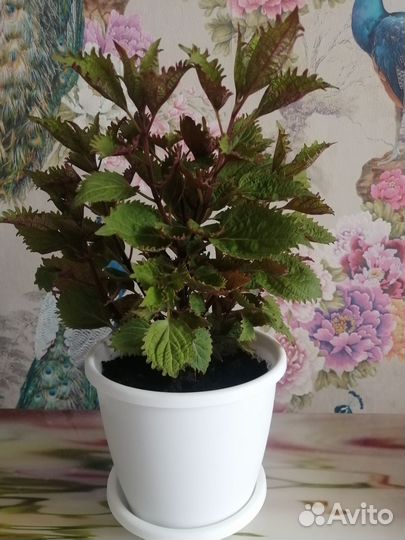 Фикус бенжамина, Шефлеру, Спатифиллюм