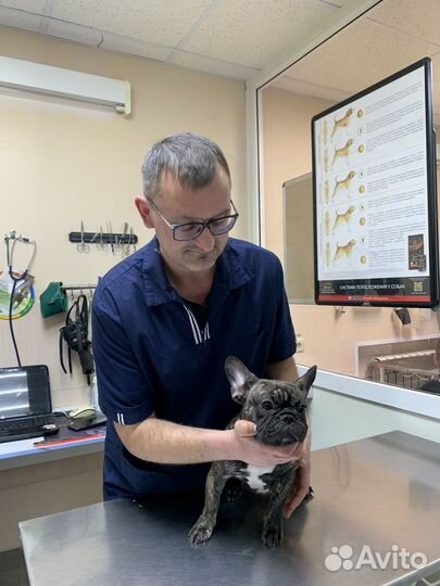 Ветеринарный врач выезд на дом