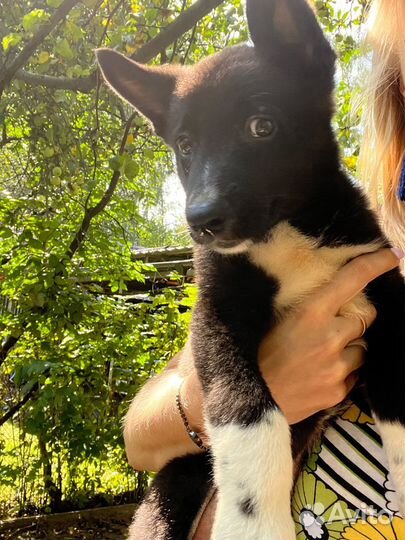 Щенок метис лайки