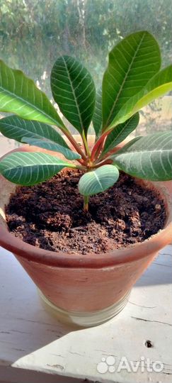 Диффенбахия. Бегония