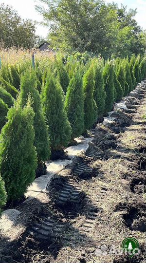 Туя. Опт и розница из питомника