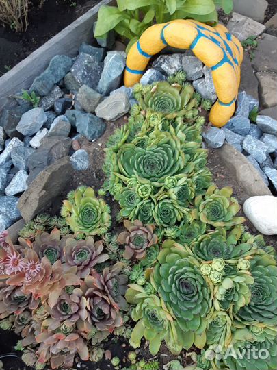 Многолетние садовые растения