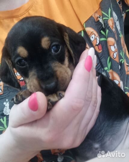 Щенки таксы