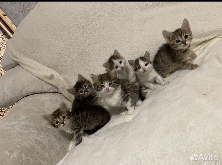 Котята в добрые руки