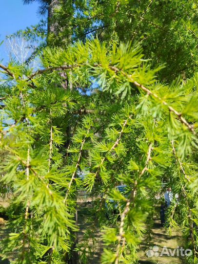 Лиственница