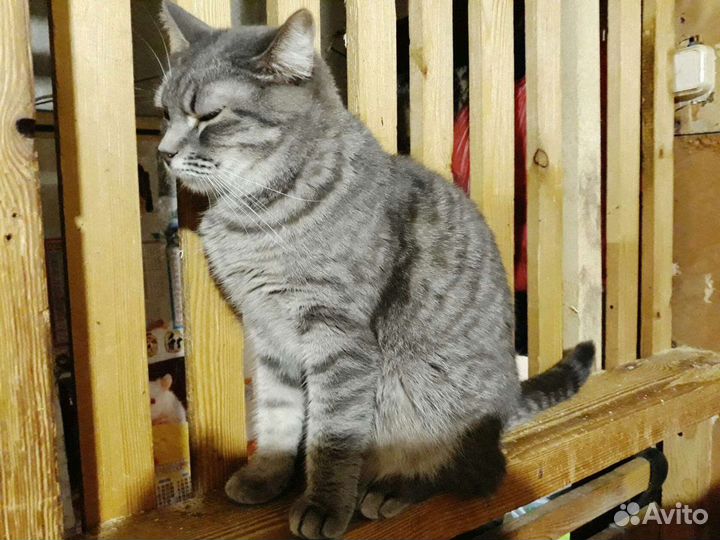 Кошка Лиза,стерильная