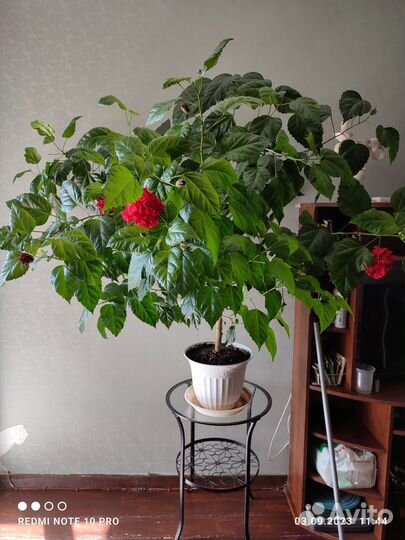 Гибискус китайская роза