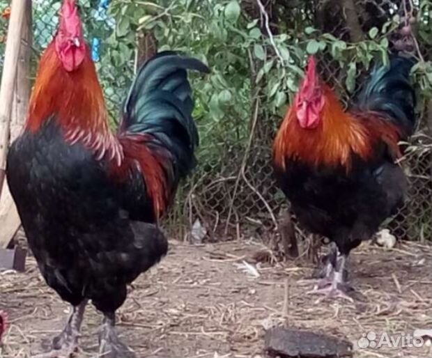 Петухи породы Маран, Голошейка, Две курочки, Утки