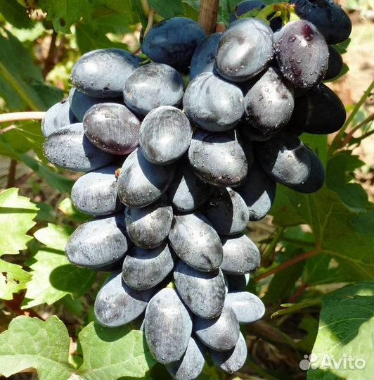 Саженцы винограда Кодрянка