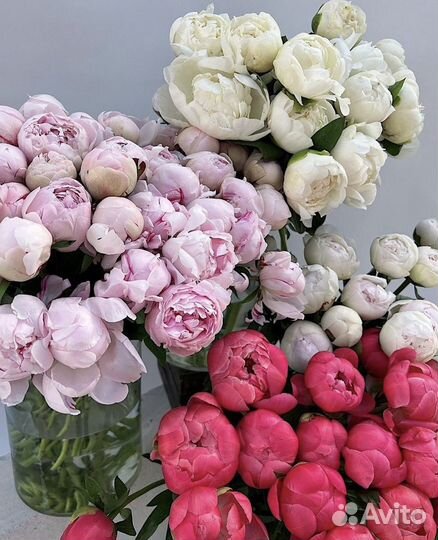 Пионы букет