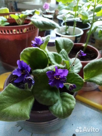 Фиалка в горшках