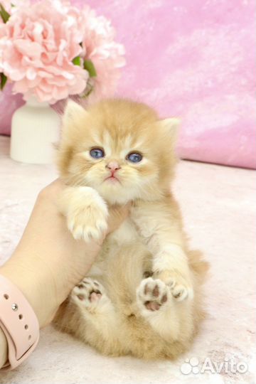 Шикарный кот шоколадная золотая шиншилла by12