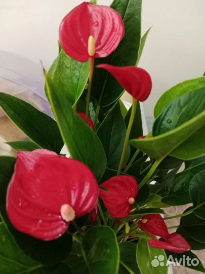 Антуриум Миллион цветов