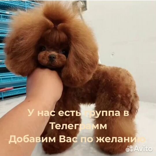 Мальчик Ши-тцу Китай