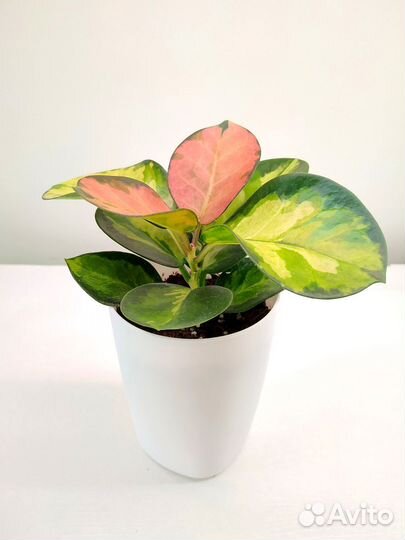 Хойя лиза вар., вайети триколор