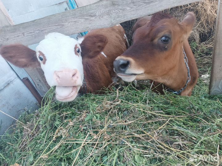 Продам телку 5 мес