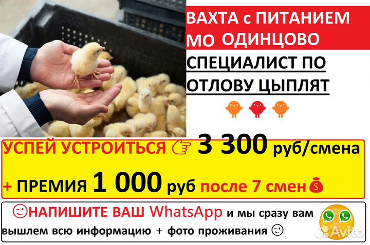 Отлов цыплят вахта с питанием