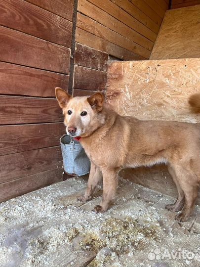 Метис лайки