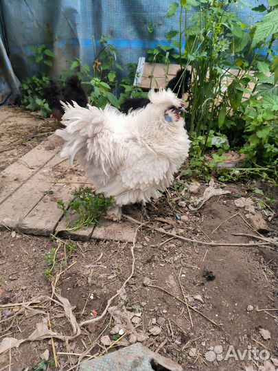 Куры молодки несушки