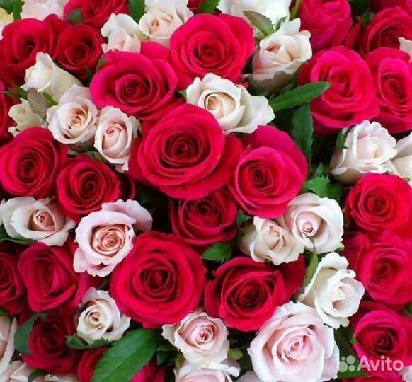 Розы с Доставкой