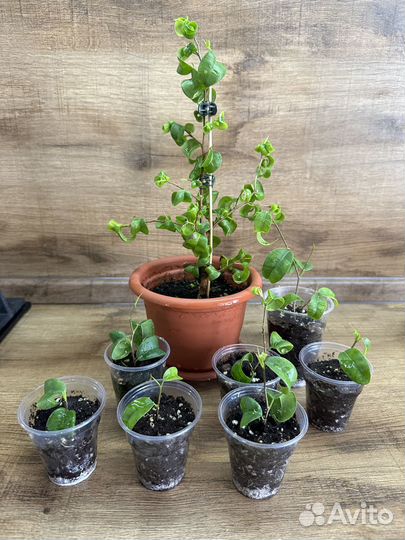 Фикус Барок