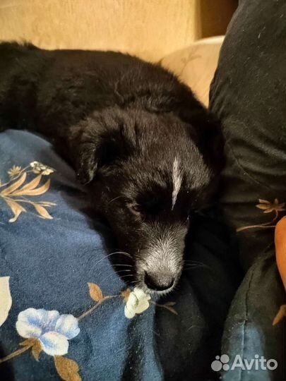 Отдам щенков в добрые руки бесплатно