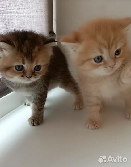 Британские котята