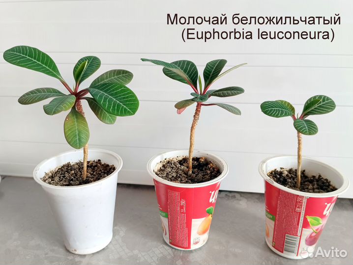 Молочай беложильчатый