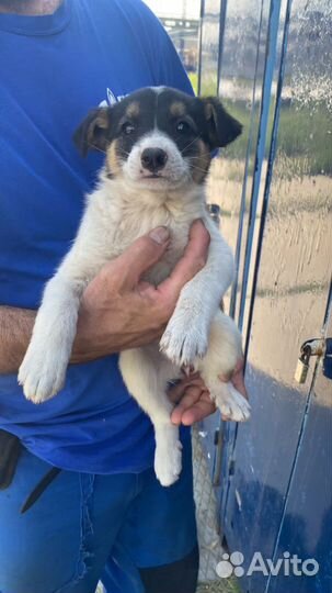 Щенок в добрые руки бесплатно