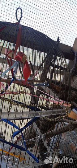 Клетка для средних птиц