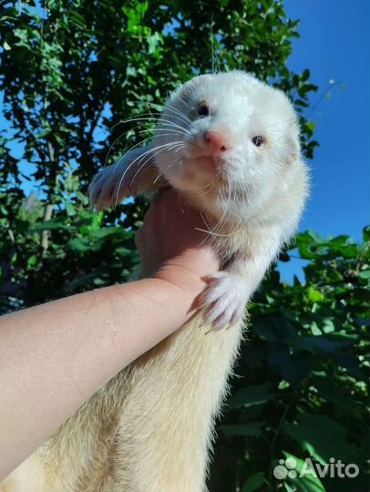 Дью голубоглазый. Экзот. Хорь