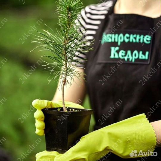 Сибирский кедр. Саженцы
