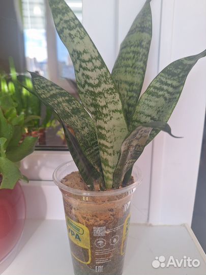 Сансевиерия