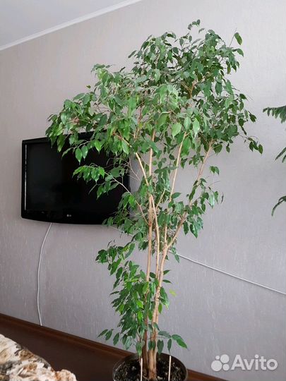 Фикус Бенджамина